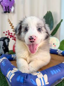 MKA Border Collie Blue Merle
