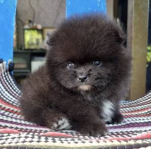 POMERANIAN PUPPIES a133 🌻 Available male