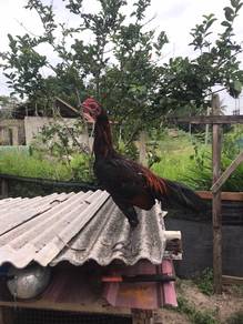 ayam pama iq berumur 3 bulan