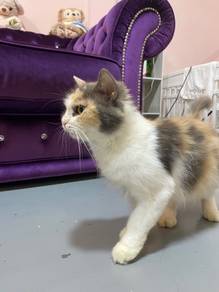 calico Bsh
