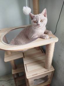 british short hair male lilac