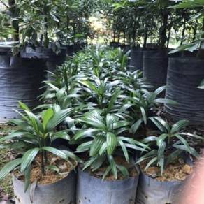 Benih pokok Rhapis Excelsa