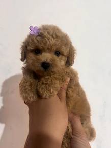Maltipoo5