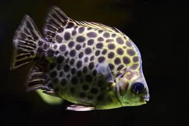 Scat Fish