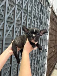 french bulldog