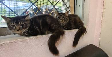 1 pasang siberian male and female