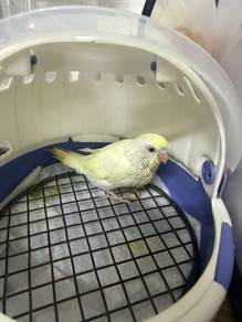 Budgie Jinak