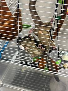 sugar glider