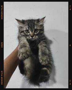 kucing kitten cat