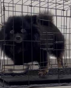 Pomeranian Puppy