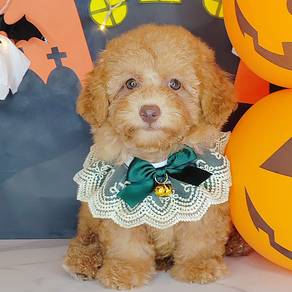 Poodle