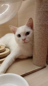 Domestic shorthair