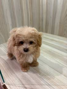Tiny poodle