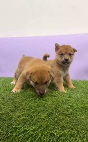 Shiba inu 100 pure breed mka and microchip