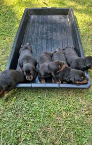 Doberman