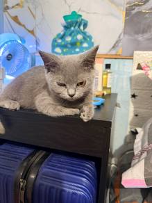 bsh female