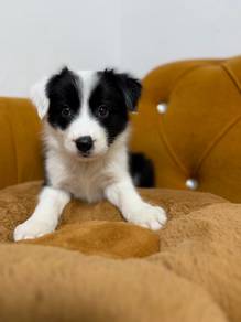 Border Collie Black and white
