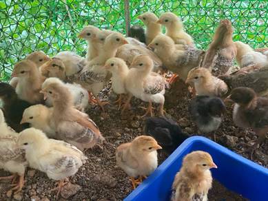 Ayam Kampung Kacuk