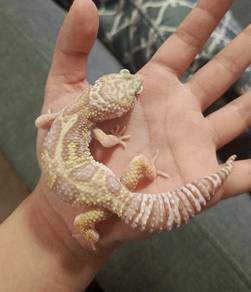 !Urgent! Leopard gecko FOR rehome macksnow tremper