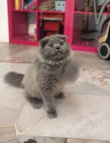 Scottish Mix British Kitten