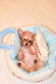 J0908 Silkese Sweet Little Fluffy Teddy Puppy