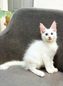 Purebred Female Mainecoon kitten.