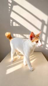Bobtail domestic