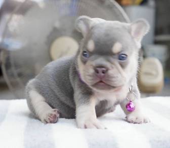 FRENCH BULLDOG PUPPIES VIP132๐ป boy-girl lilac tan