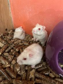 Pearl White Winter Hamster for sale
