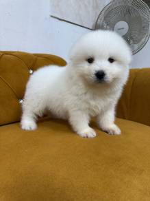 Samoyed