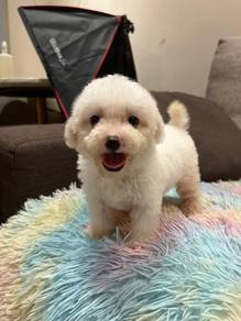 Maltipoo puppy