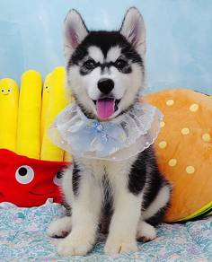 Wooly Husky
