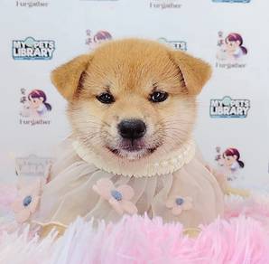 Shiba Inu