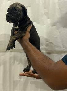 Cane Corso