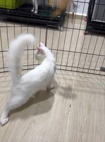 Kucing Persian Mix Odd Eye