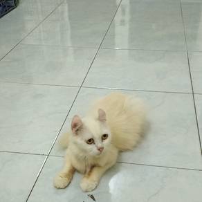 American Curl 