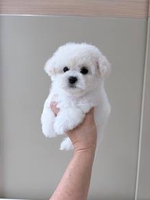 Korean frise bichon