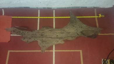 driftwood belian