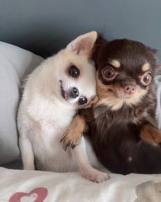 Chihuahua