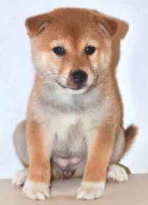 i12 Charming Shiba Dog