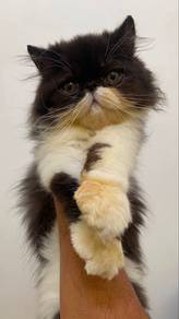 Pure Persian Flat Face
