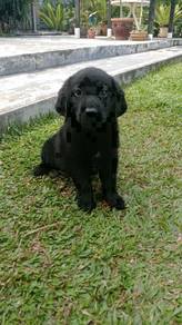 Quality Champion BigBone n Head labrador Retriever