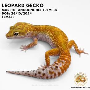 Leopard Gecko Tangerine Het Tremper Malaysia 豹纹守宫