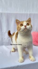 BSH British Shorthair Cinnamon