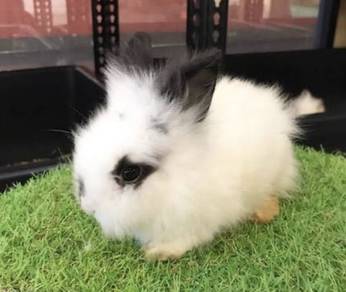 rabbit angora baby