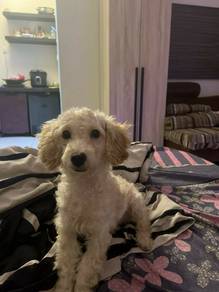 Cute Dog Maltipoo Brown Light Hair