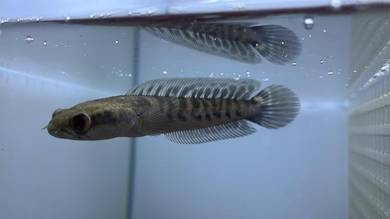 Ikan Channa Fish Yellow Maru Sentarum 5 inch (YS6)