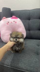 Mini Size Female Pomeranian Puppy