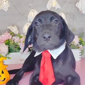 Labrador Retriever