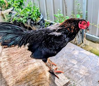Ayam katik kacuk 